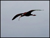 white_faced_ibis_68069