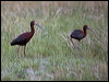 white_faced_ibis_68184