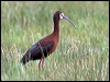 white_faced_ibis_68188