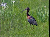white_faced_ibis_68832