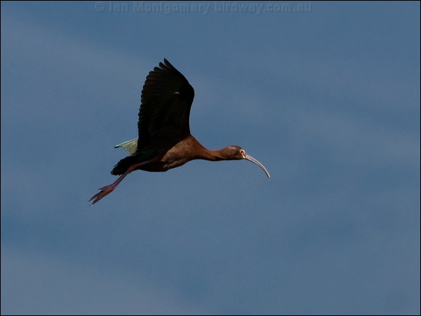 White-faced Ibis white_faced_ibis_68065.psd
