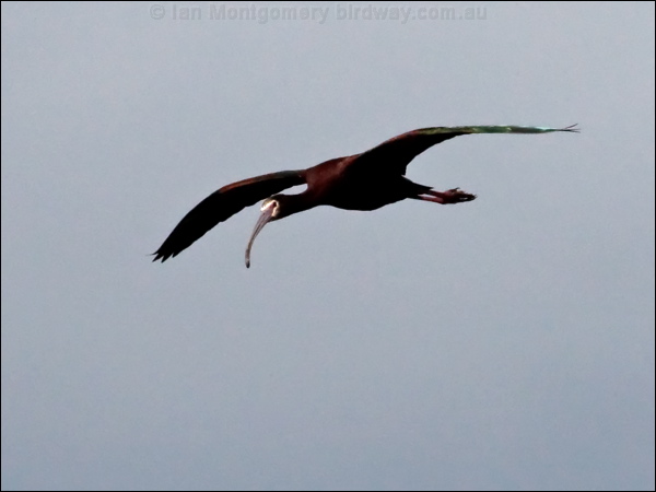 White-faced Ibis white_faced_ibis_68069.psd