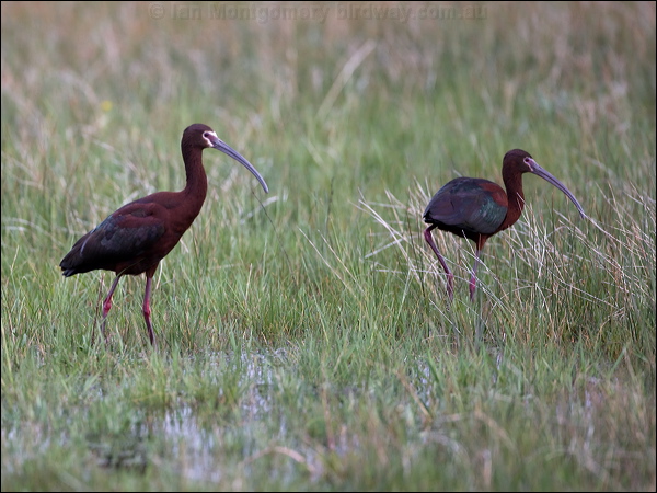 White-faced Ibis white_faced_ibis_68184.psd