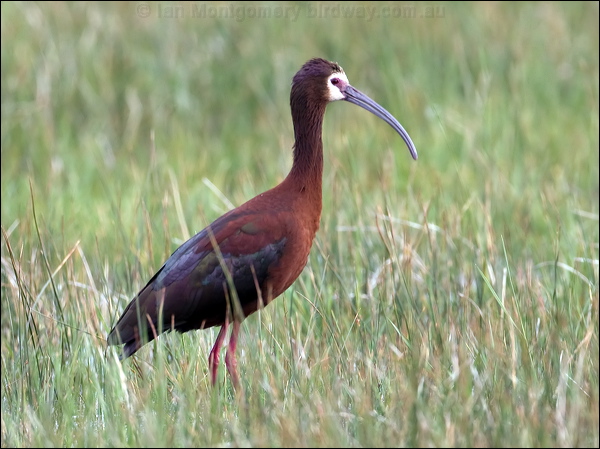White-faced Ibis white_faced_ibis_68188.psd