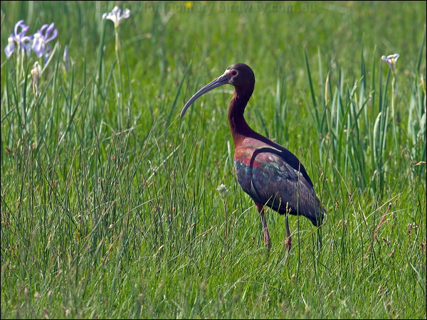 White-faced Ibis white_faced_ibis_68832.psd