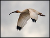 american_white_ibis_112678