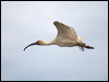 american_white_ibis_112681