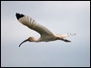 american_white_ibis_112683
