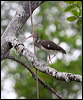 american_white_ibis_27160