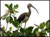 american_white_ibis_27229
