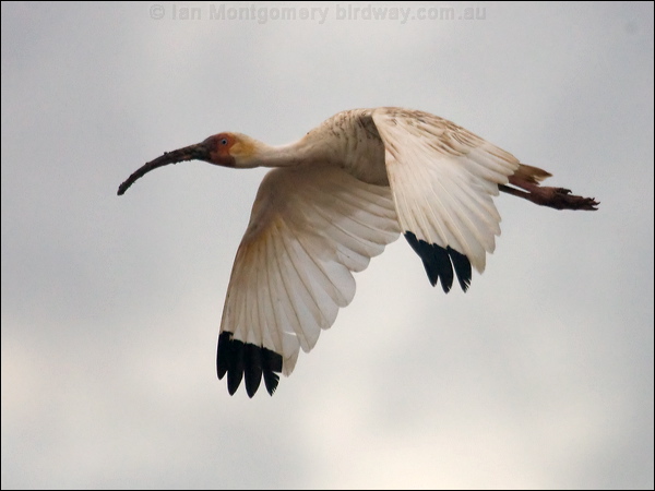 American White Ibis american_white_ibis_112678.psd
