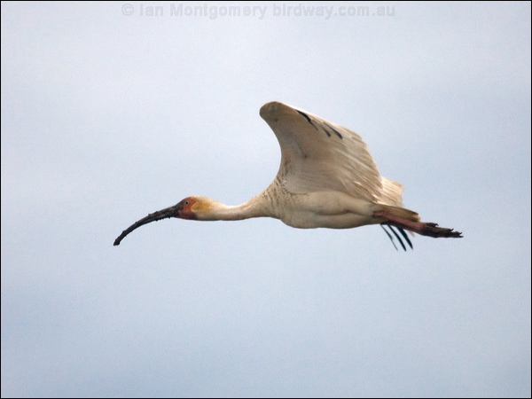 American White Ibis american_white_ibis_112681.psd