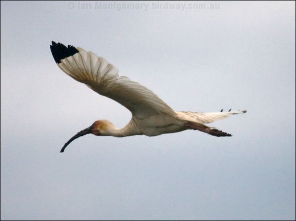 American White Ibis american_white_ibis_112683.psd