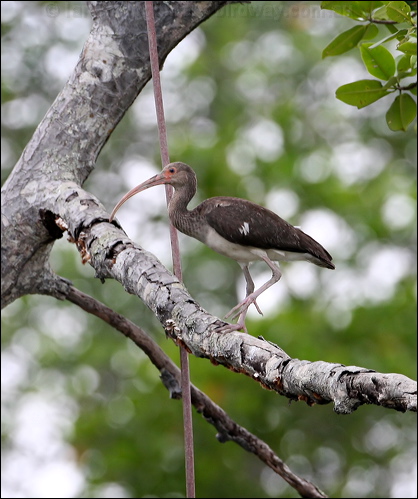 American White Ibis american_white_ibis_27160.psd