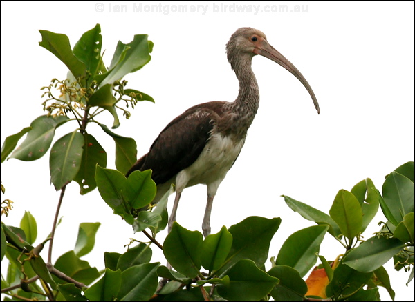 American White Ibis american_white_ibis_27229.psd