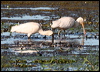 both_spoonbills_35425