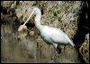 ye_bill_spoonbill_1801