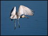 ye_bill_spoonbill_188360