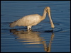 ye_bill_spoonbill_188522