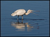 Click here to enter gallery and see photos of Yellow-billed Spoonbill