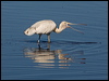 ye_bill_spoonbill_188589