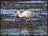 ye_bill_spoonbill_35405