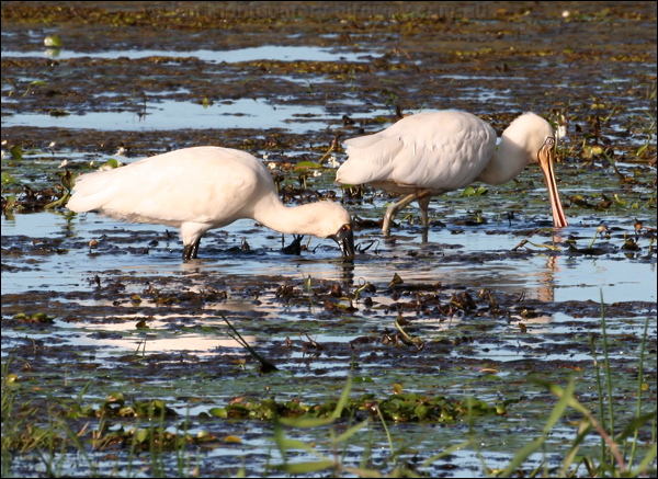 Yellow-billed Spoonbill both_spoonbills_35425.psd