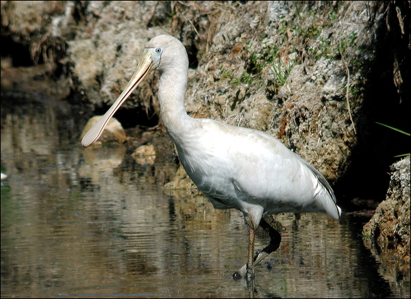 Yellow-billed Spoonbill ye_bill_spoonbill_1801.psd
