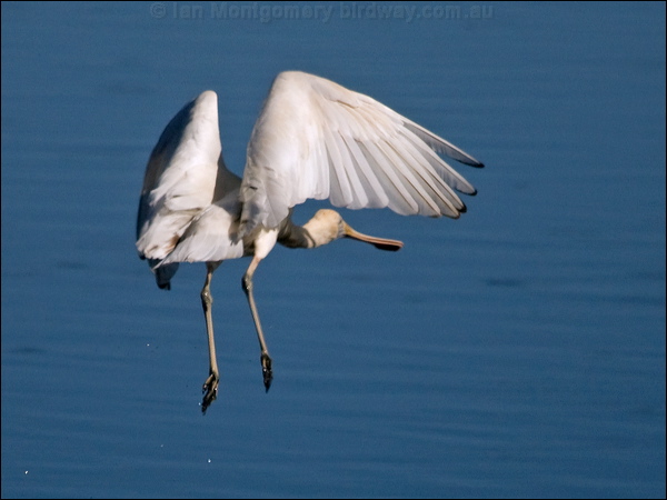 Yellow-billed Spoonbill ye_bill_spoonbill_188360.psd