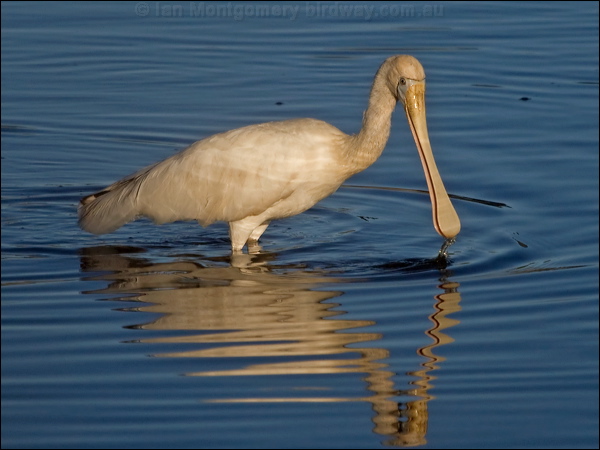 Yellow-billed Spoonbill ye_bill_spoonbill_188522.psd