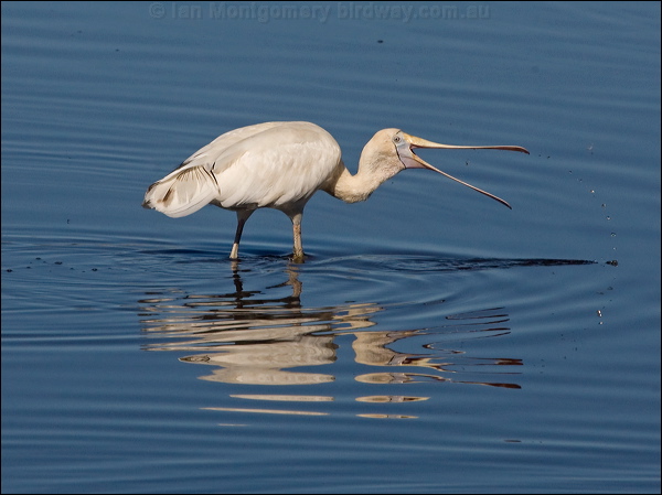 Yellow-billed Spoonbill ye_bill_spoonbill_188589.psd