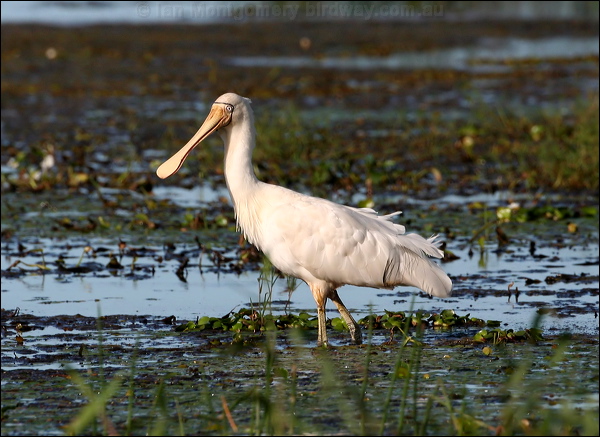 Yellow-billed Spoonbill ye_bill_spoonbill_35379.psd