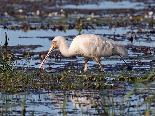 Yellow-billed Spoonbill ye_bill_spoonbill_35405.psd