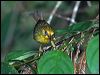 Click here to enter gallery and see photos of: Golden Babbler.