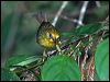golden_babbler_55934