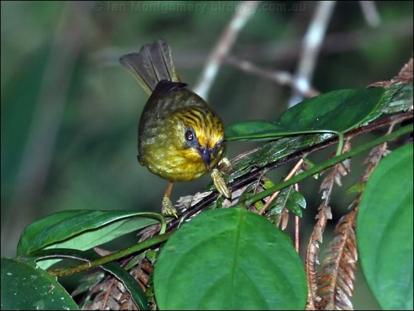 Golden Babbler golden_babbler_55934.psd