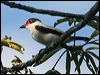 black_tailed_tityra_26631
