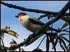 black_tailed_tityra_26635