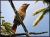 pink_throated_becard_26649