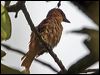 pink_throated_becard_26661