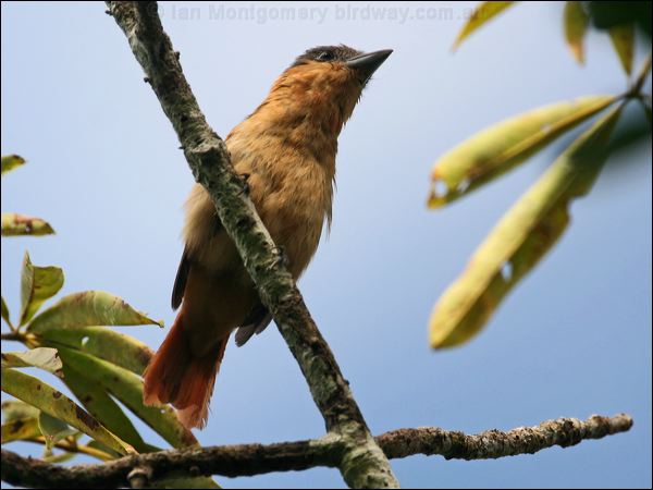 Pink-throated Becard pink_throated_becard_26649.psd