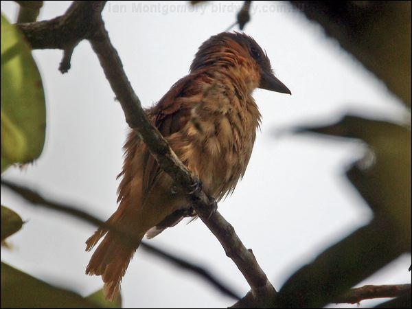 Pink-throated Becard pink_throated_becard_26661.psd