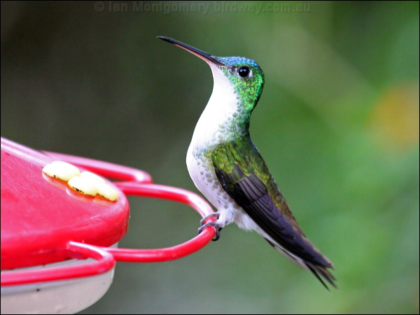 Andean Emerald andean_emerald_24693.psd