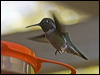 annas_hummingbird_106690
