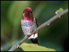 annas_hummingbird_106791