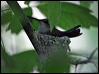 blkchin_hummingbird_67667