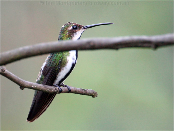 Black-throated Mango black_throated_mango_22501.psd