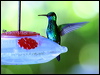blue_chin_sapphire_22300