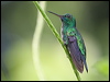 blue_chin_sapphire_22333