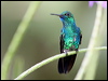 blue_chin_sapphire_22337